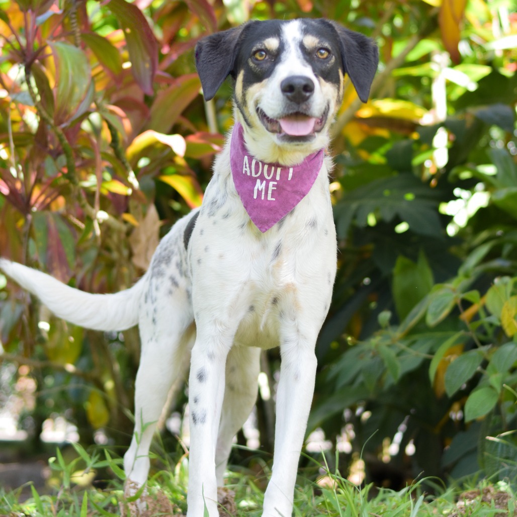 Sweet Pea, an adoptable Pointer in Kailua Kona, HI, 96740 | Photo Image 1