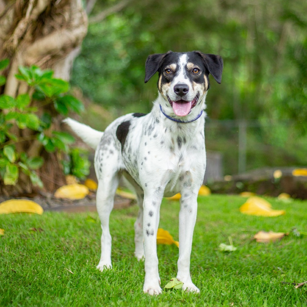 Sweet Pea, an adoptable Mixed Breed in Kailua Kona, HI, 96740 | Photo Image 1
