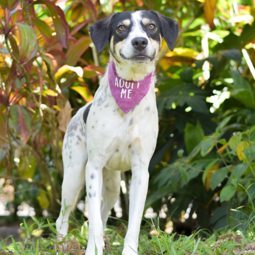 Sweet Pea, an adoptable Pointer in Kailua Kona, HI, 96740 | Photo Image 2