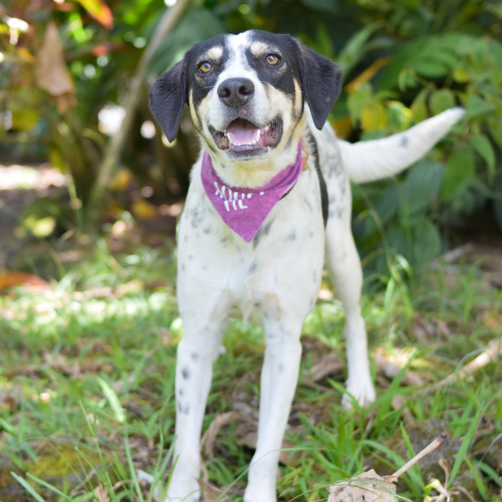 Sweet Pea, an adoptable Pointer in Kailua Kona, HI, 96740 | Photo Image 3