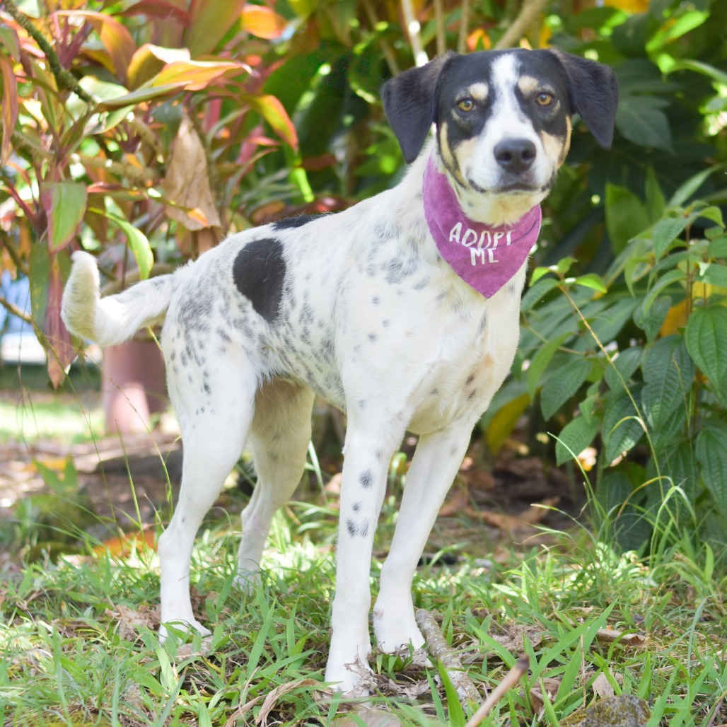 Sweet Pea, an adoptable Pointer in Kailua Kona, HI, 96740 | Photo Image 4