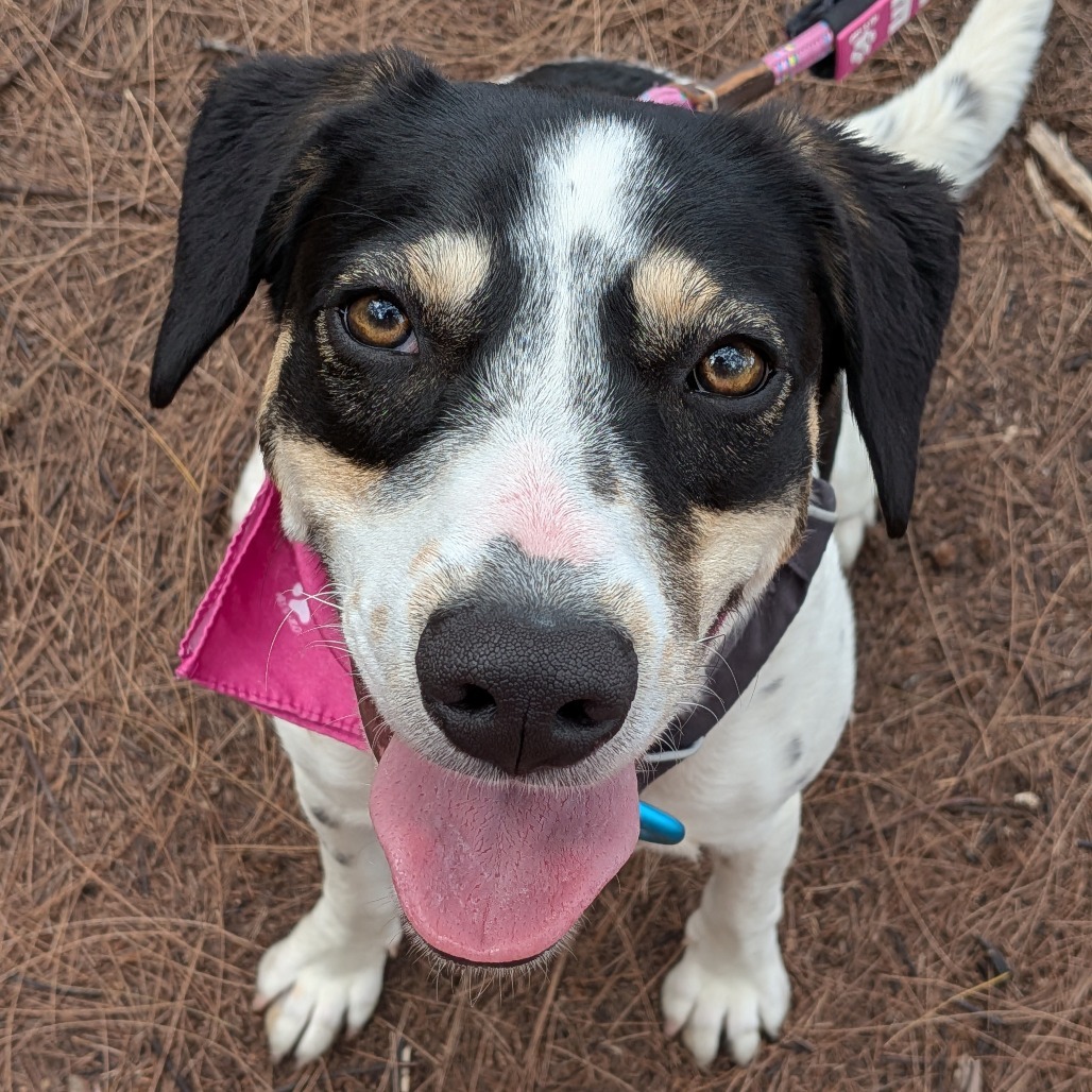 Sweet Pea, an adoptable Mixed Breed in Kailua Kona, HI, 96740 | Photo Image 5