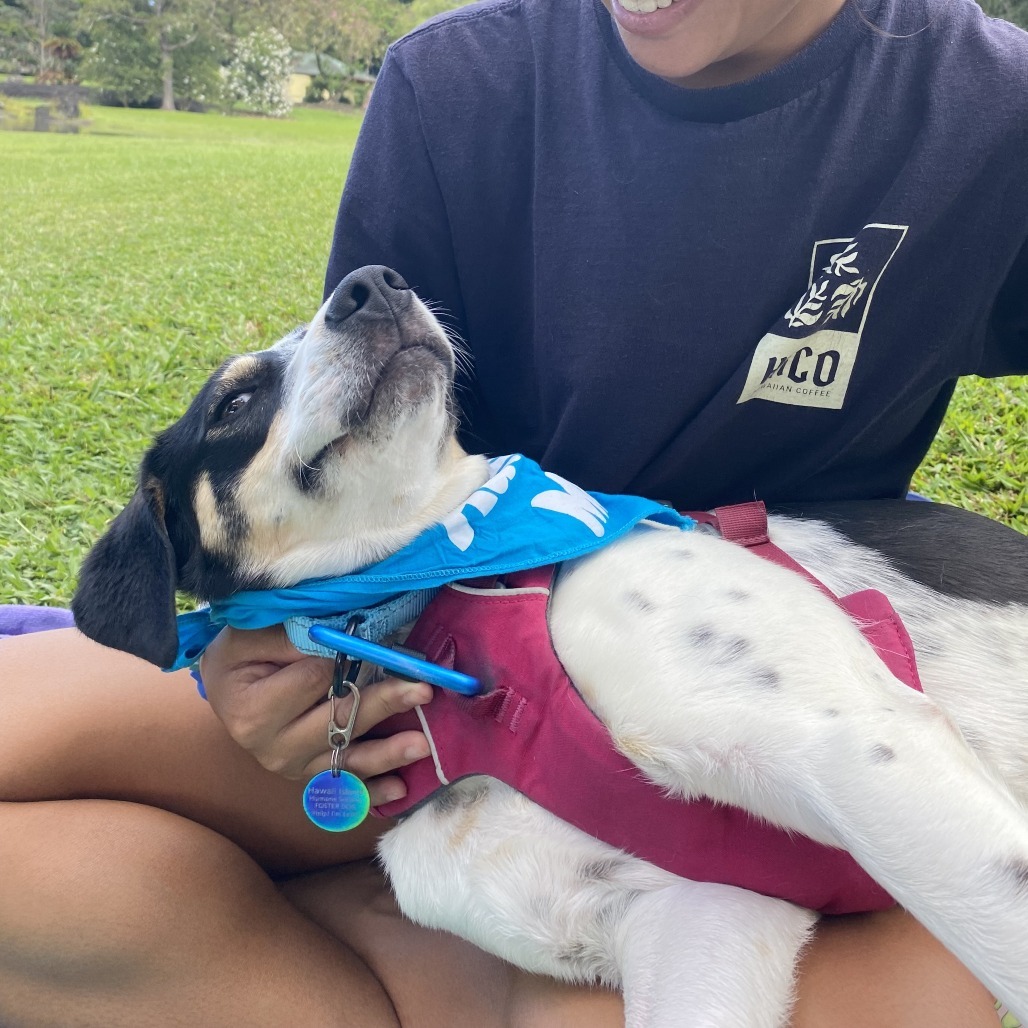 Sweet Pea, an adoptable Mixed Breed in Kailua Kona, HI, 96740 | Photo Image 6