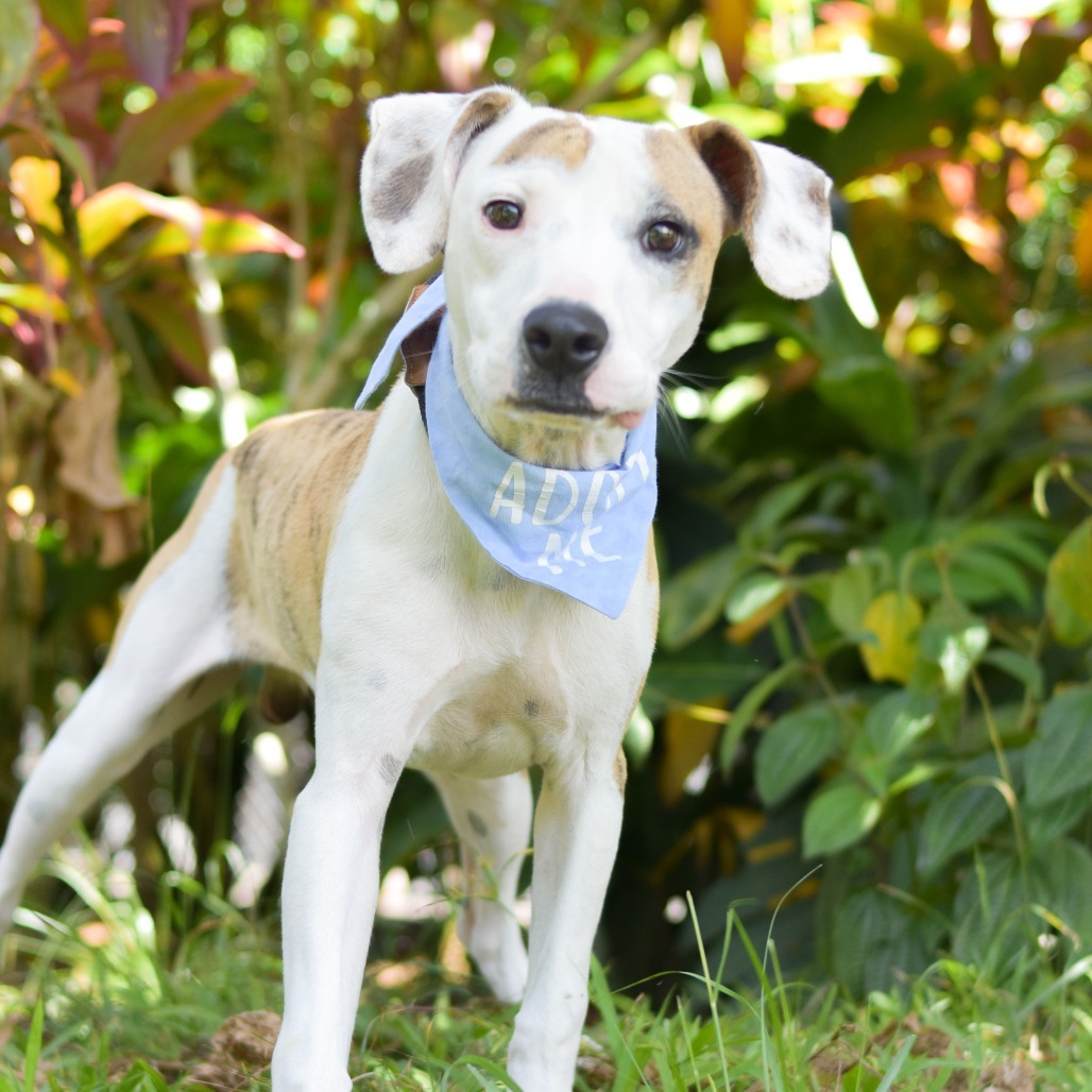 Tigger, an adoptable Mixed Breed in Kailua Kona, HI, 96740 | Photo Image 1