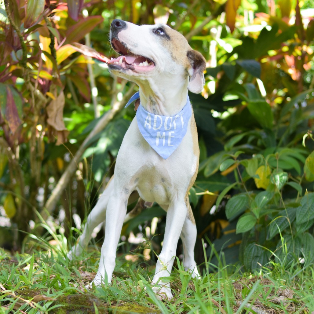 Tigger, an adoptable Mixed Breed in Kailua Kona, HI, 96740 | Photo Image 2