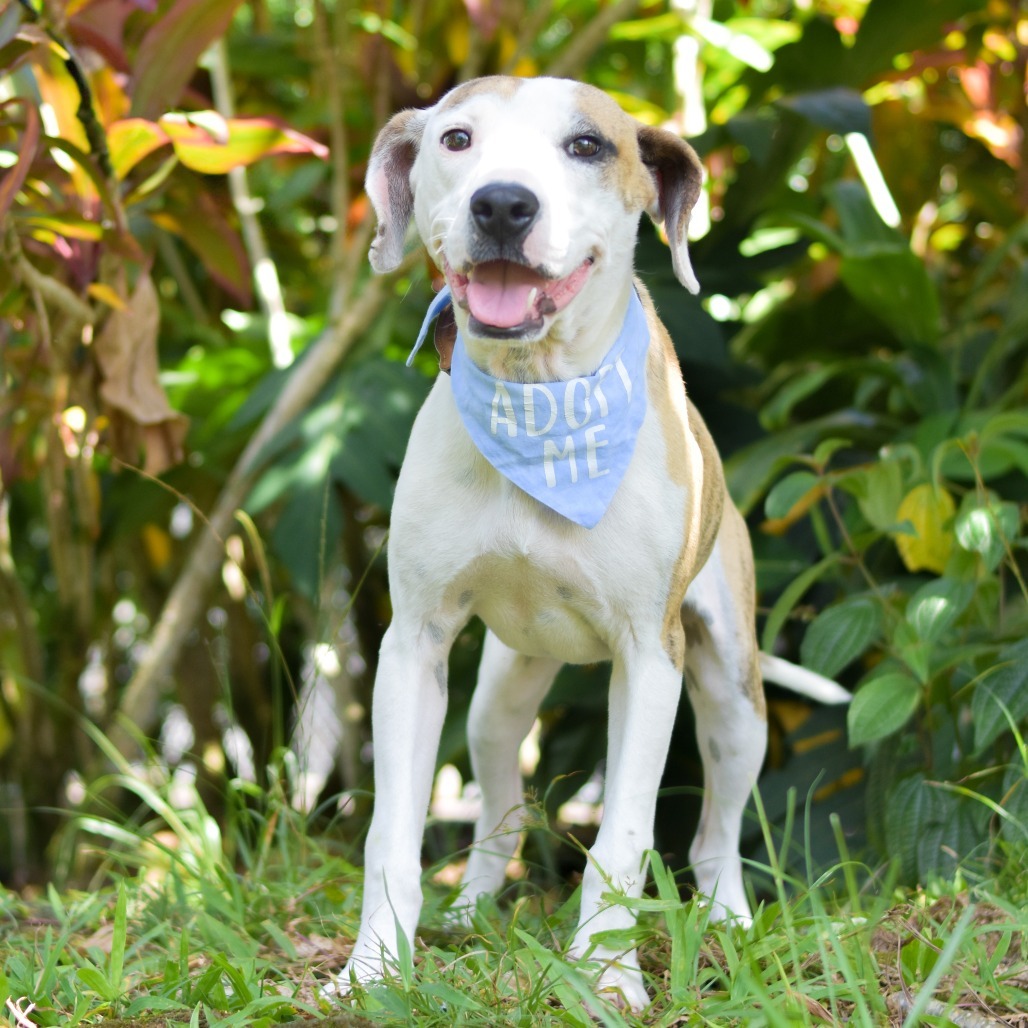 Tigger, an adoptable Mixed Breed in Kailua Kona, HI, 96740 | Photo Image 3