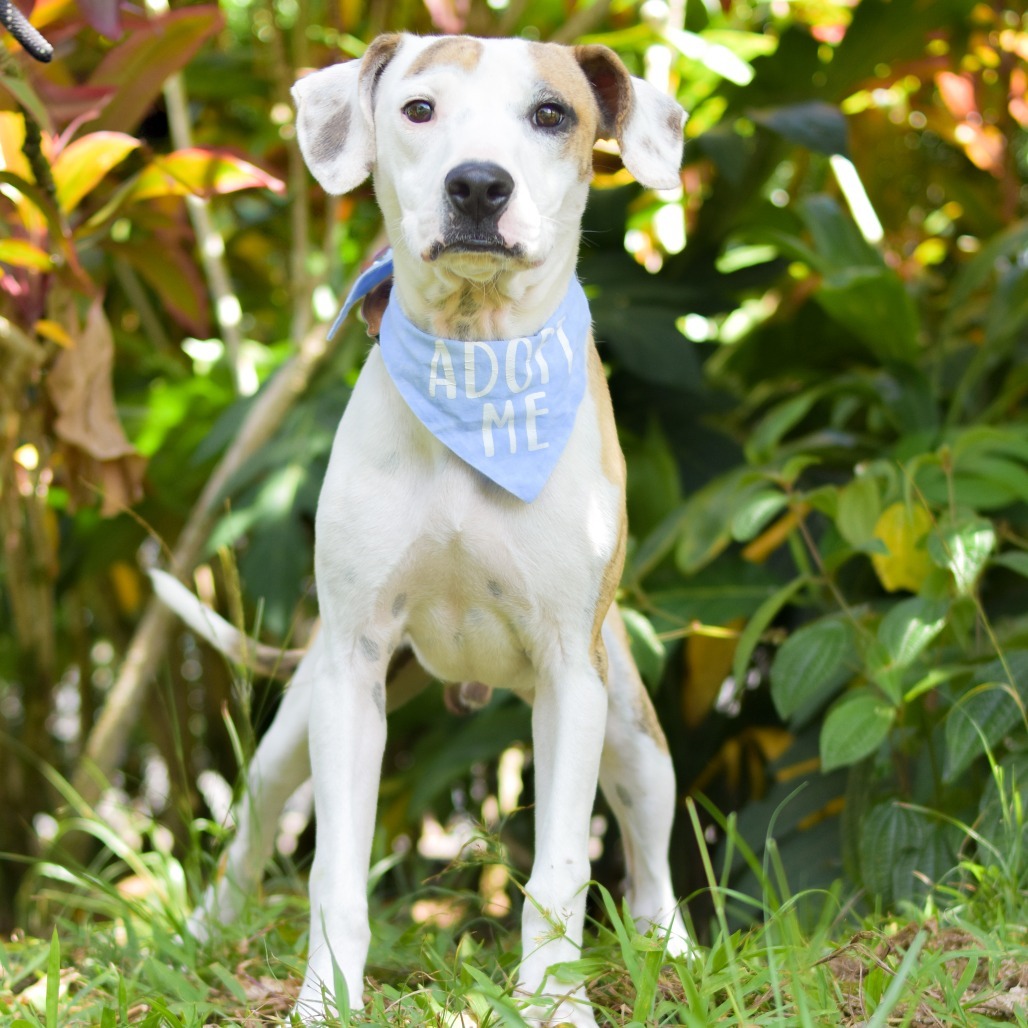 Tigger, an adoptable Mixed Breed in Kailua Kona, HI, 96740 | Photo Image 4