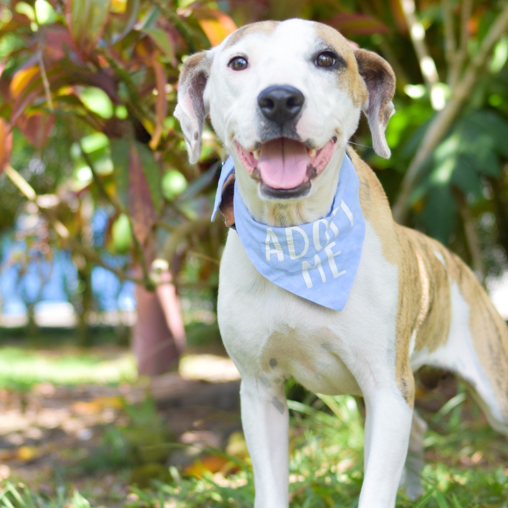 Tigger, an adoptable Mixed Breed in Kailua Kona, HI, 96740 | Photo Image 5