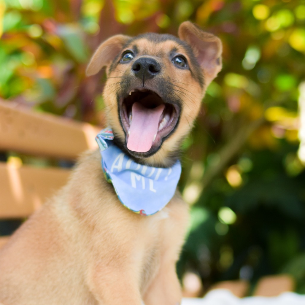 Carrot, an adoptable Mixed Breed in Kailua Kona, HI, 96740 | Photo Image 2