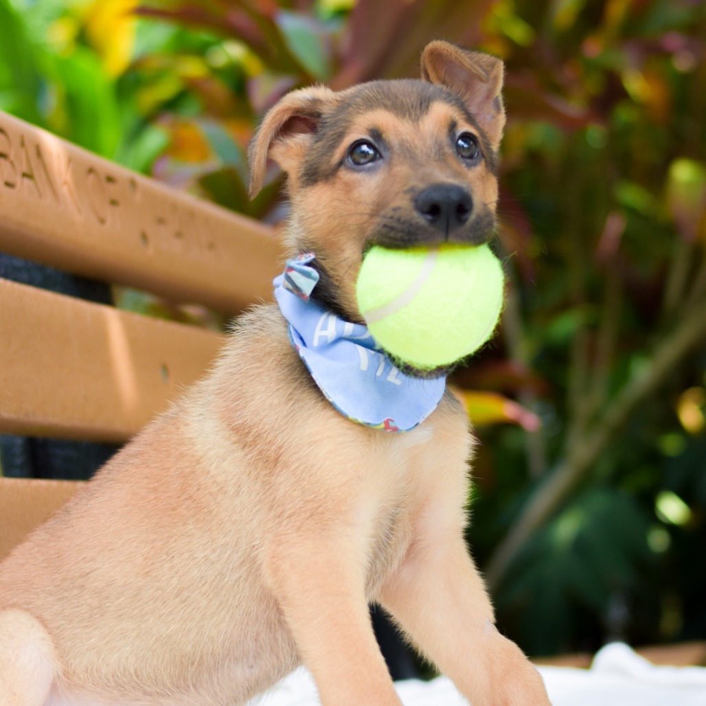 Carrot, an adoptable Mixed Breed in Kailua Kona, HI, 96740 | Photo Image 3