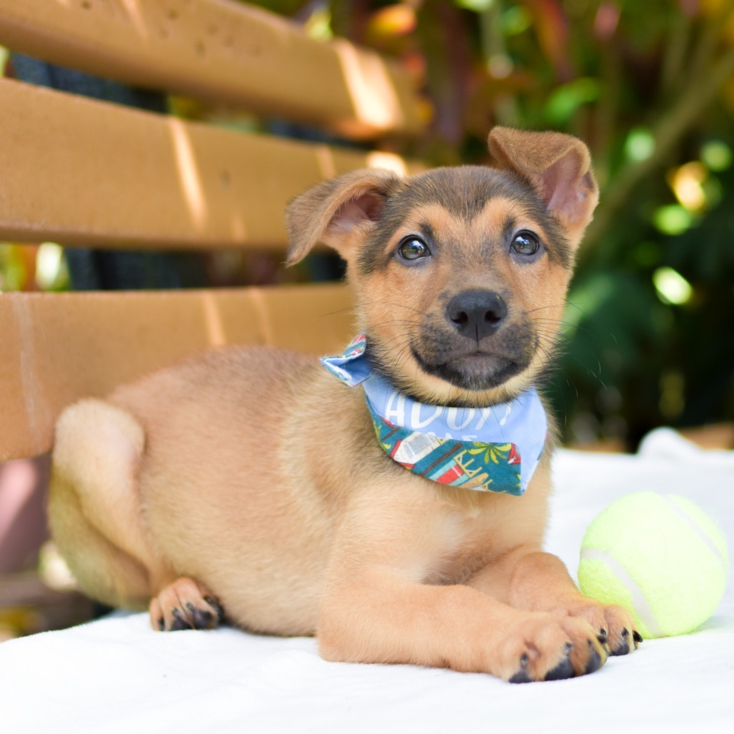 Carrot, an adoptable Mixed Breed in Kailua Kona, HI, 96740 | Photo Image 4