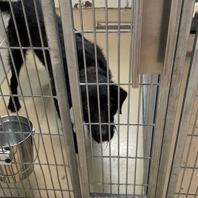 Sully, an adoptable Standard Poodle, Black Labrador Retriever in Rexburg, ID, 83440 | Photo Image 1