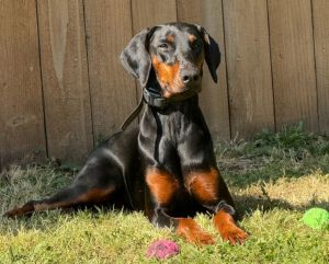 Animal Profile Peach is an estimated 45-year-old spayed female black and tan Doberman with natural