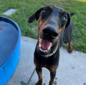 Animal Profile Peach is an estimated 45-year-old spayed female black and tan Doberman with natural