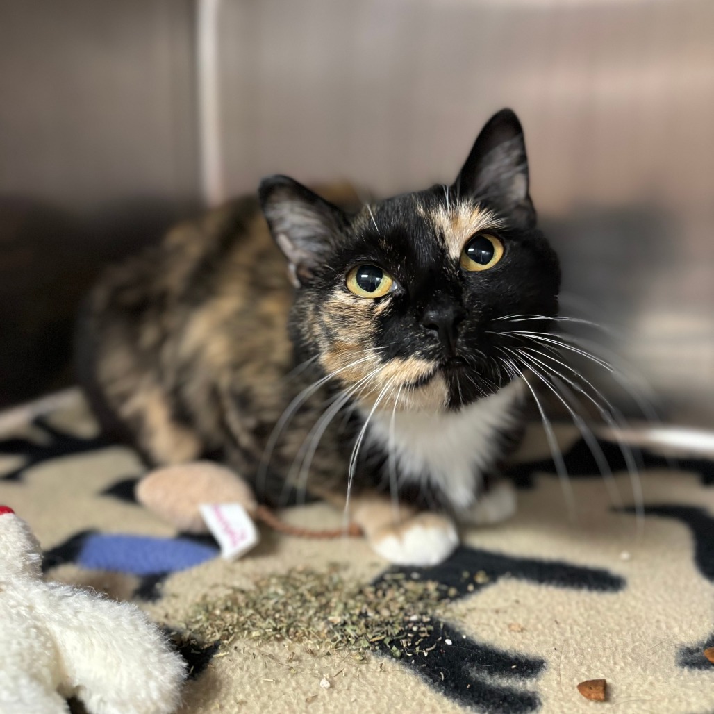 Viridian, an adoptable Domestic Short Hair in Fargo, ND, 58102 | Photo Image 1