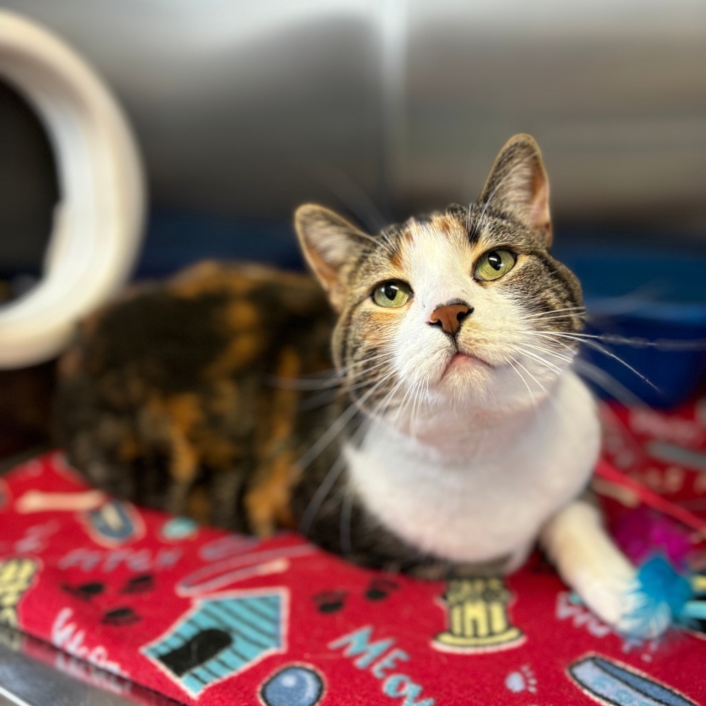 Mayberry--In Foster, an adoptable Domestic Short Hair in Fargo, ND, 58102 | Photo Image 1