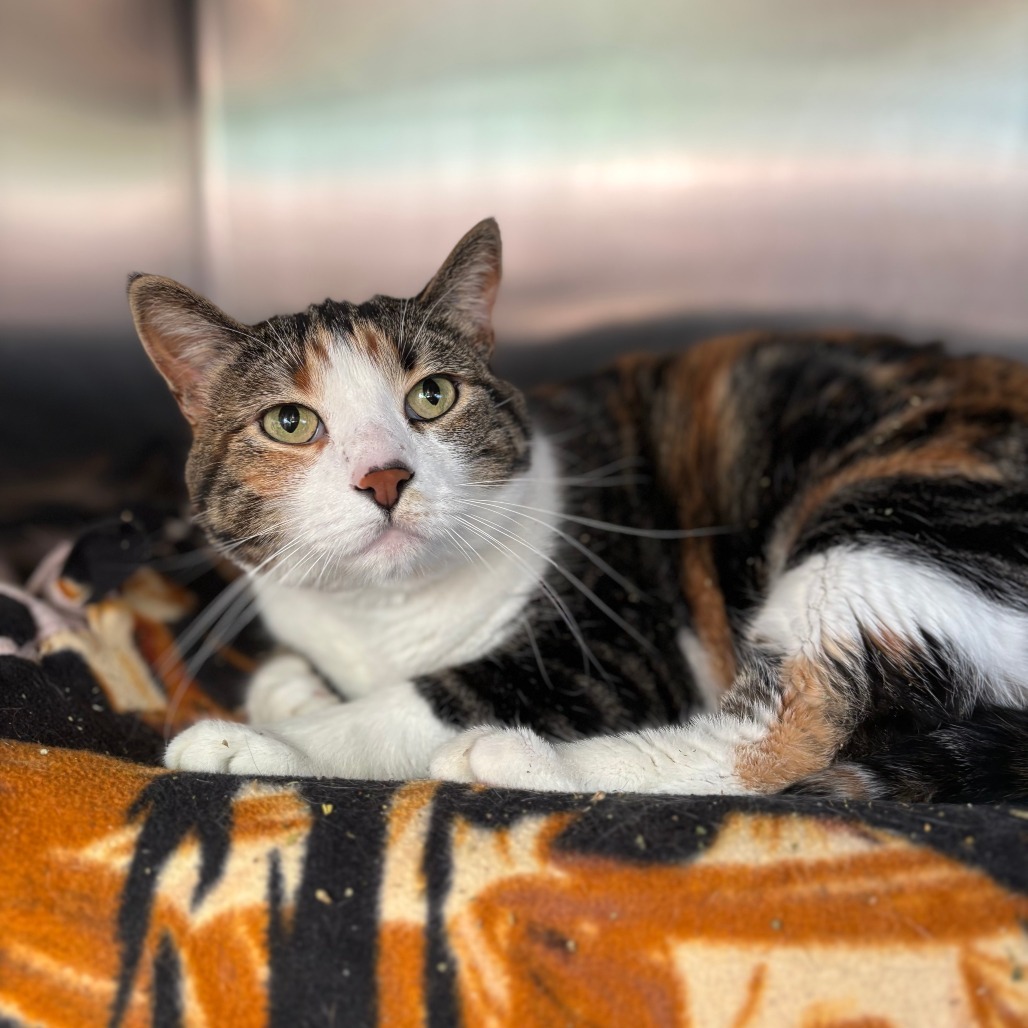 Mayberry--In Foster, an adoptable Domestic Short Hair in Fargo, ND, 58102 | Photo Image 2