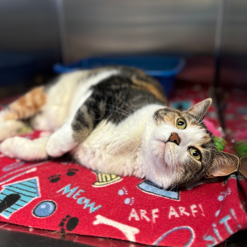 Mayberry--In Foster, an adoptable Domestic Short Hair in Fargo, ND, 58102 | Photo Image 3