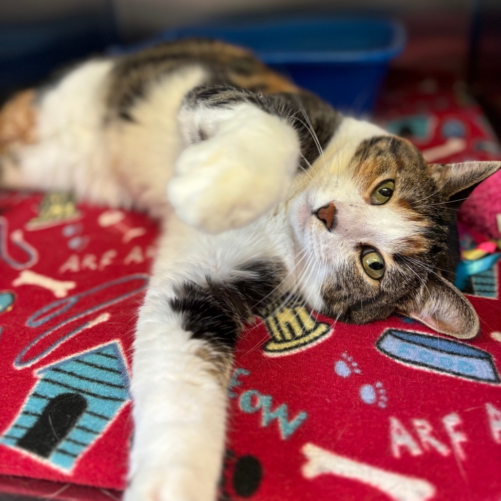 Mayberry--In Foster, an adoptable Domestic Short Hair in Fargo, ND, 58102 | Photo Image 4