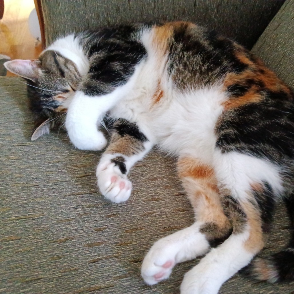 Mayberry--In Foster, an adoptable Domestic Short Hair in Fargo, ND, 58102 | Photo Image 5