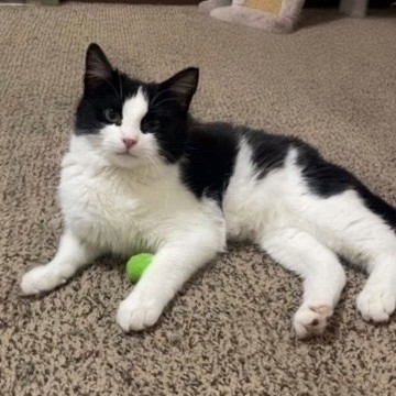 Double Stuff--In Foster***ADOPTION PENDING***, an adoptable Domestic Short Hair in Fargo, ND, 58102 | Photo Image 1