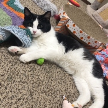 Double Stuff--In Foster***ADOPTION PENDING***, an adoptable Domestic Short Hair in Fargo, ND, 58102 | Photo Image 3