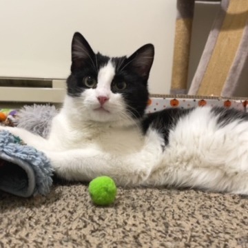Double Stuff--In Foster***ADOPTION PENDING***, an adoptable Domestic Short Hair in Fargo, ND, 58102 | Photo Image 4