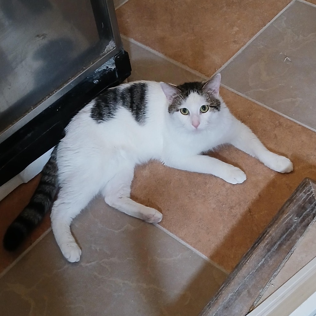 Lucky, an adoptable Domestic Short Hair in Prescott, AZ, 86304 | Photo Image 1