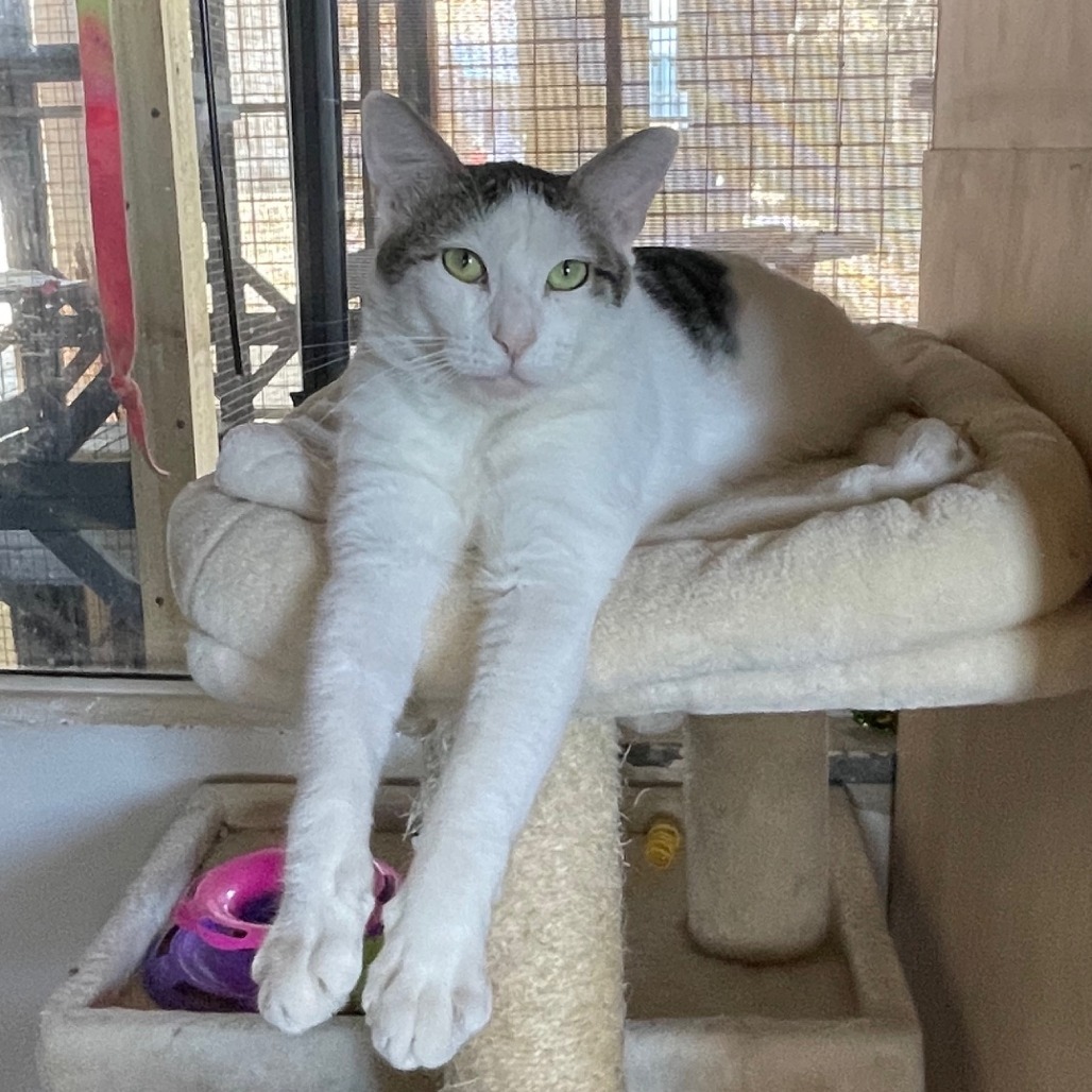 Lucky, an adoptable Domestic Short Hair in Prescott, AZ, 86304 | Photo Image 1