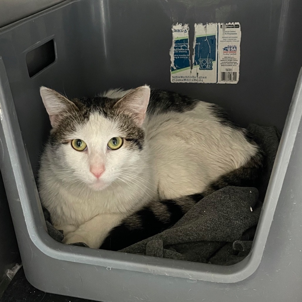 Lucky, an adoptable Domestic Short Hair in Prescott, AZ, 86304 | Photo Image 2