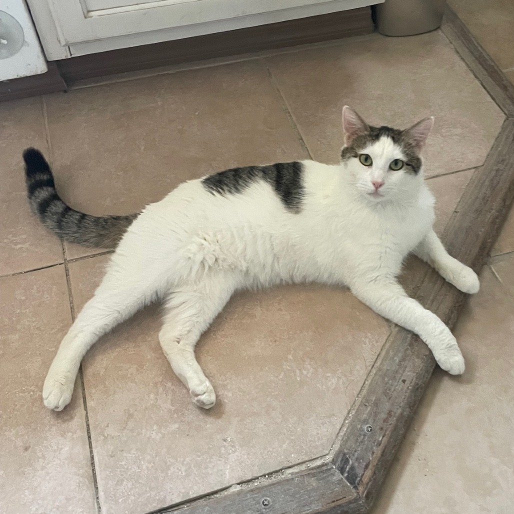 Lucky, an adoptable Domestic Short Hair in Prescott, AZ, 86304 | Photo Image 3