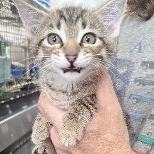 Dusty (Lt blue collar), an adoptable Domestic Short Hair in Kingman, KS, 67068 | Photo Image 1