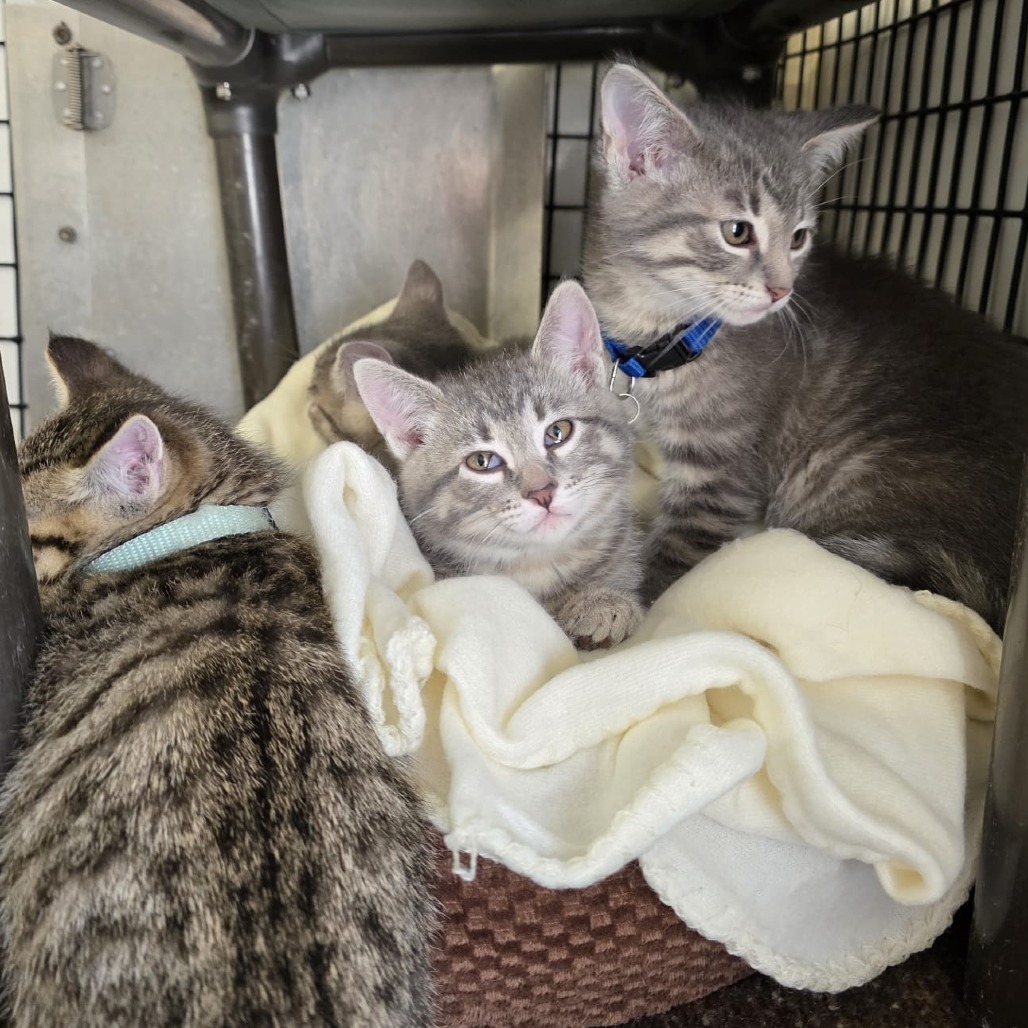 Dusty (Lt blue collar), an adoptable Domestic Short Hair in Kingman, KS, 67068 | Photo Image 2