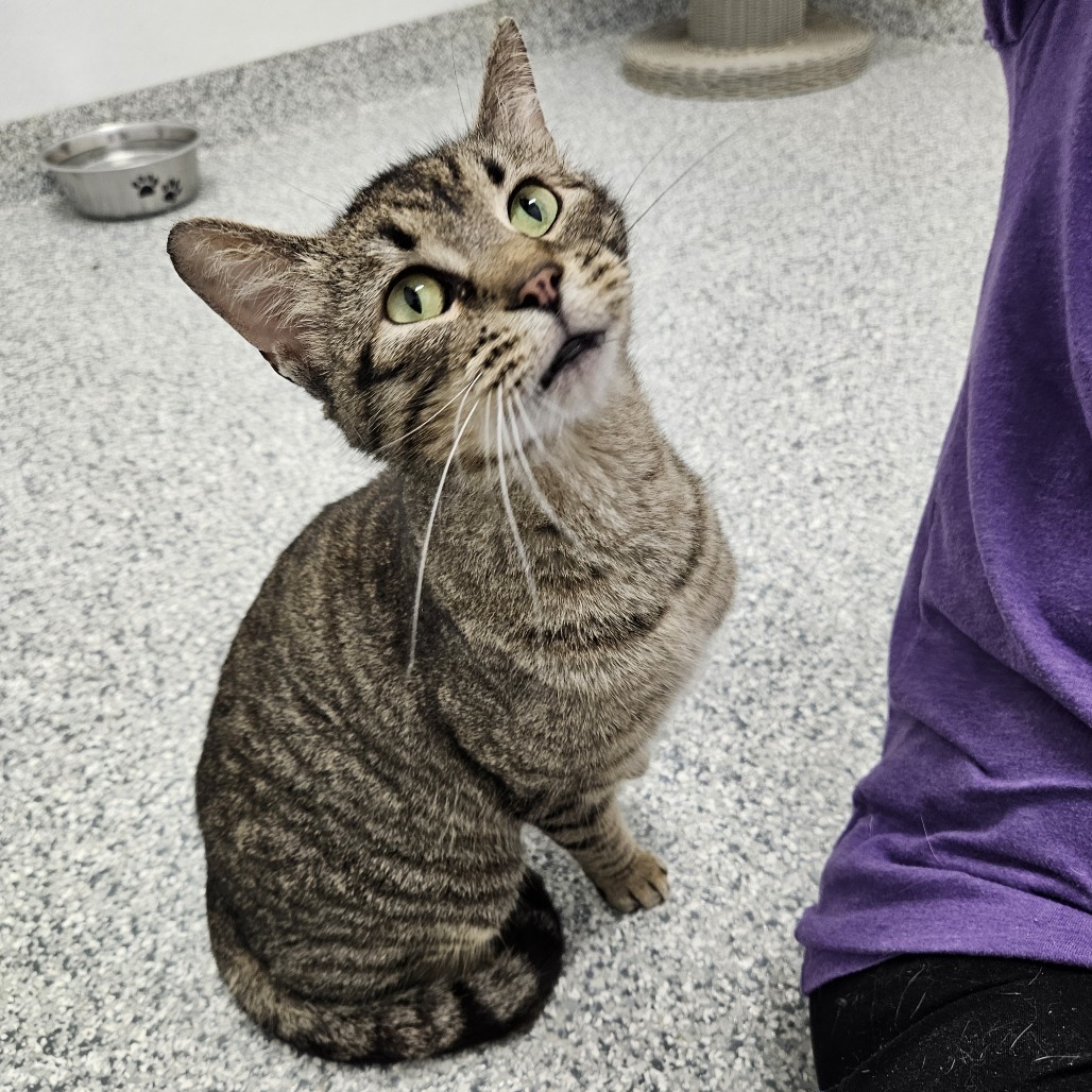 Zephyr, an adoptable Domestic Short Hair in Kingman, KS, 67068 | Photo Image 1