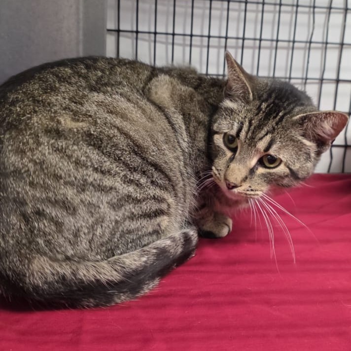 Zephyr, an adoptable Domestic Short Hair in Kingman, KS, 67068 | Photo Image 2