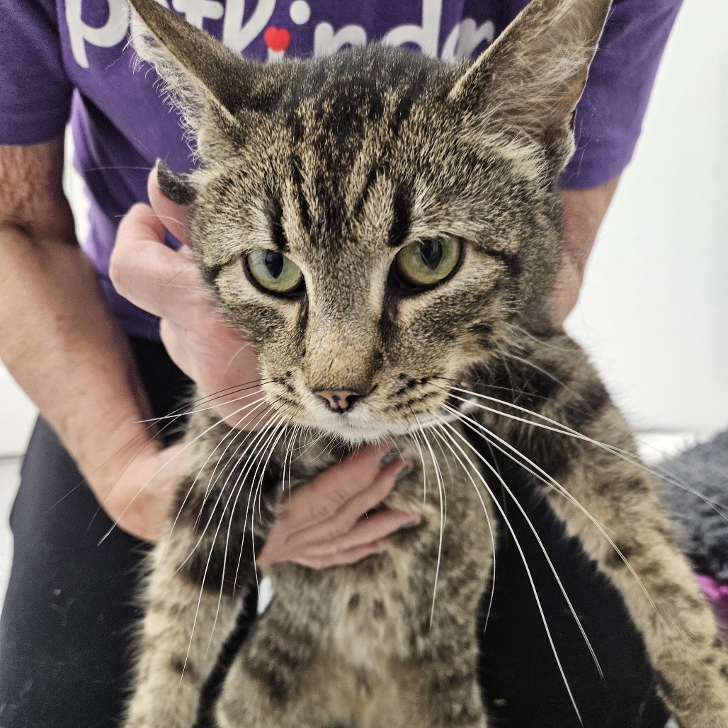 Zephyr, an adoptable Domestic Short Hair in Kingman, KS, 67068 | Photo Image 3