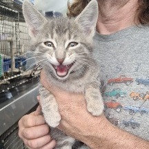 Fog (Black collar), an adoptable Domestic Short Hair in Kingman, KS, 67068 | Photo Image 1