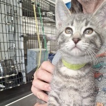 Echo (green collar), an adoptable Domestic Short Hair in Kingman, KS, 67068 | Photo Image 1