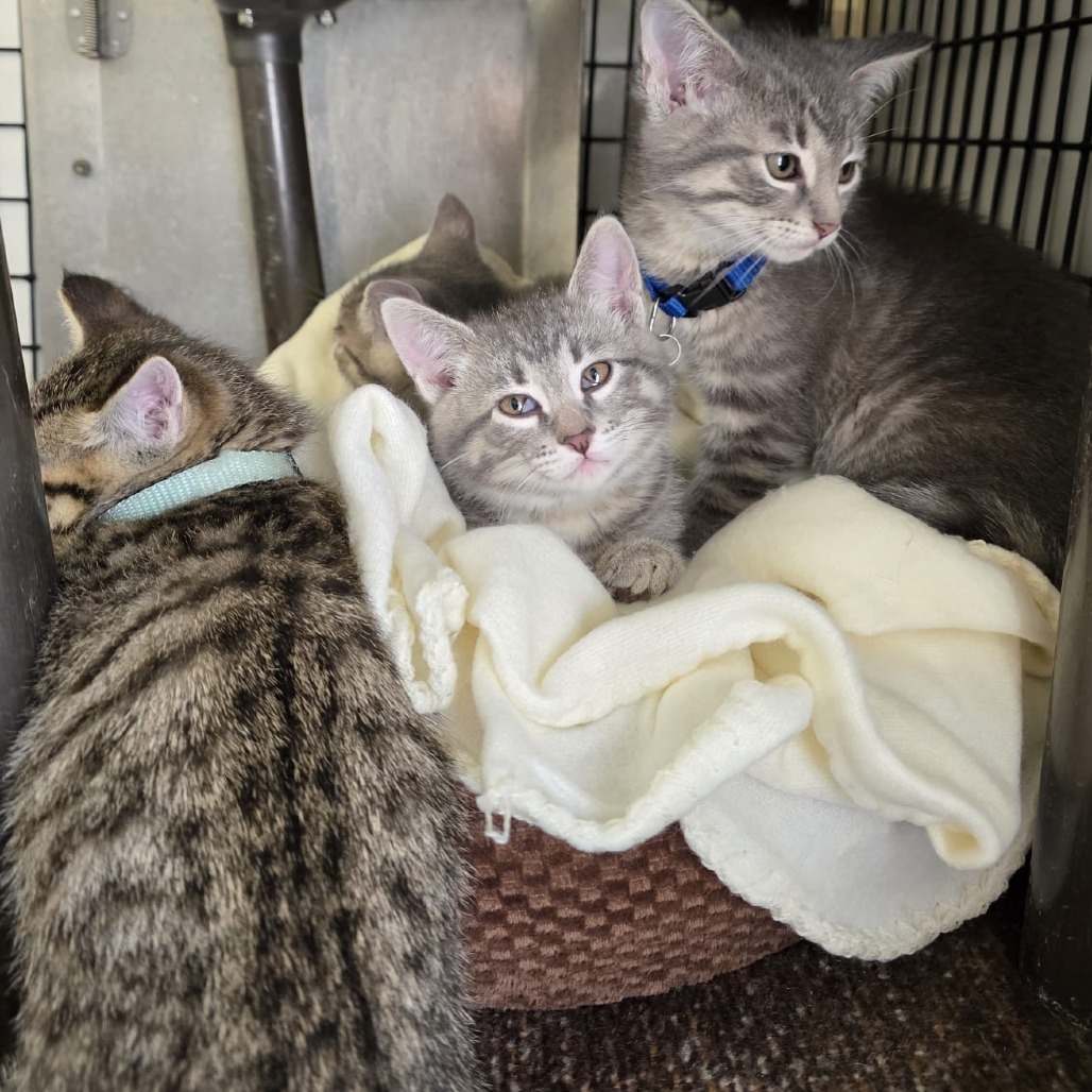 Echo (green collar), an adoptable Domestic Short Hair in Kingman, KS, 67068 | Photo Image 2