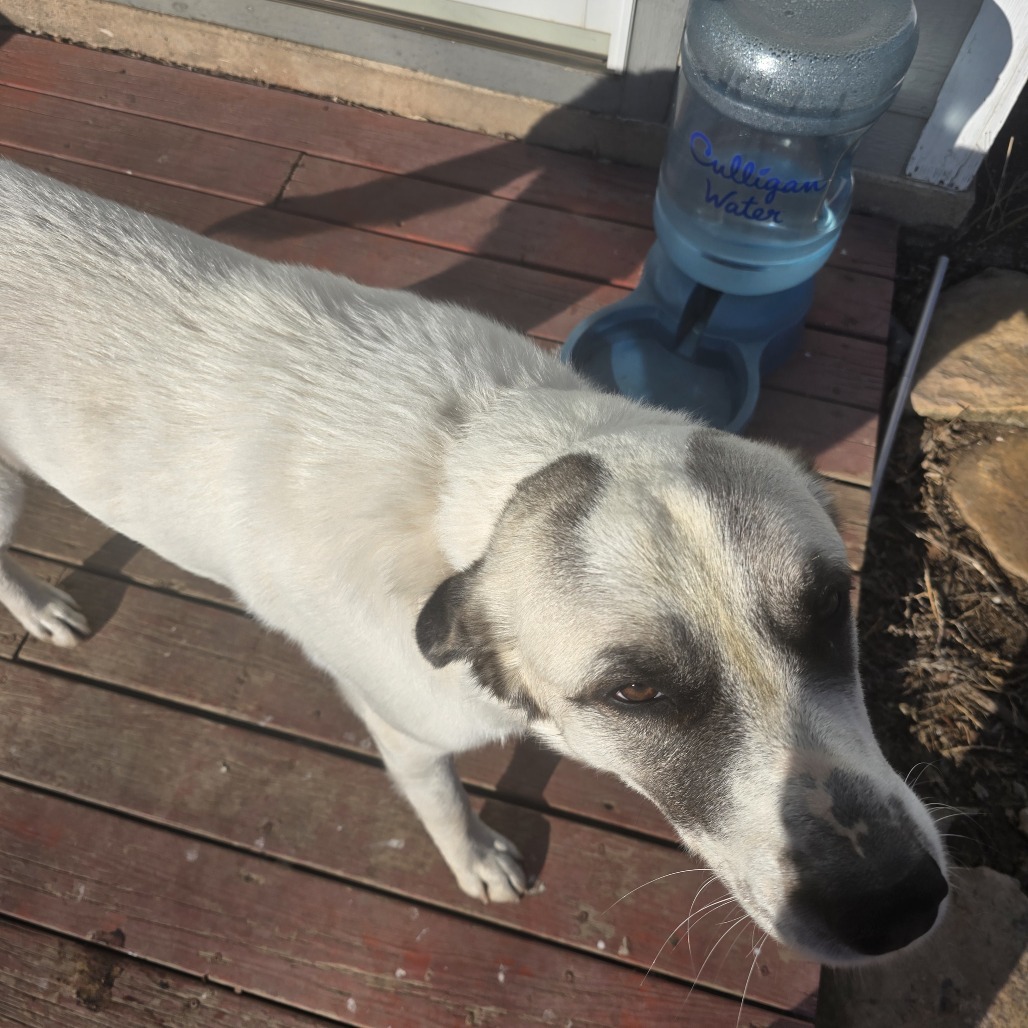 Buster, an adoptable Anatolian Shepherd, Great Pyrenees in Kingman, KS, 67068 | Photo Image 1