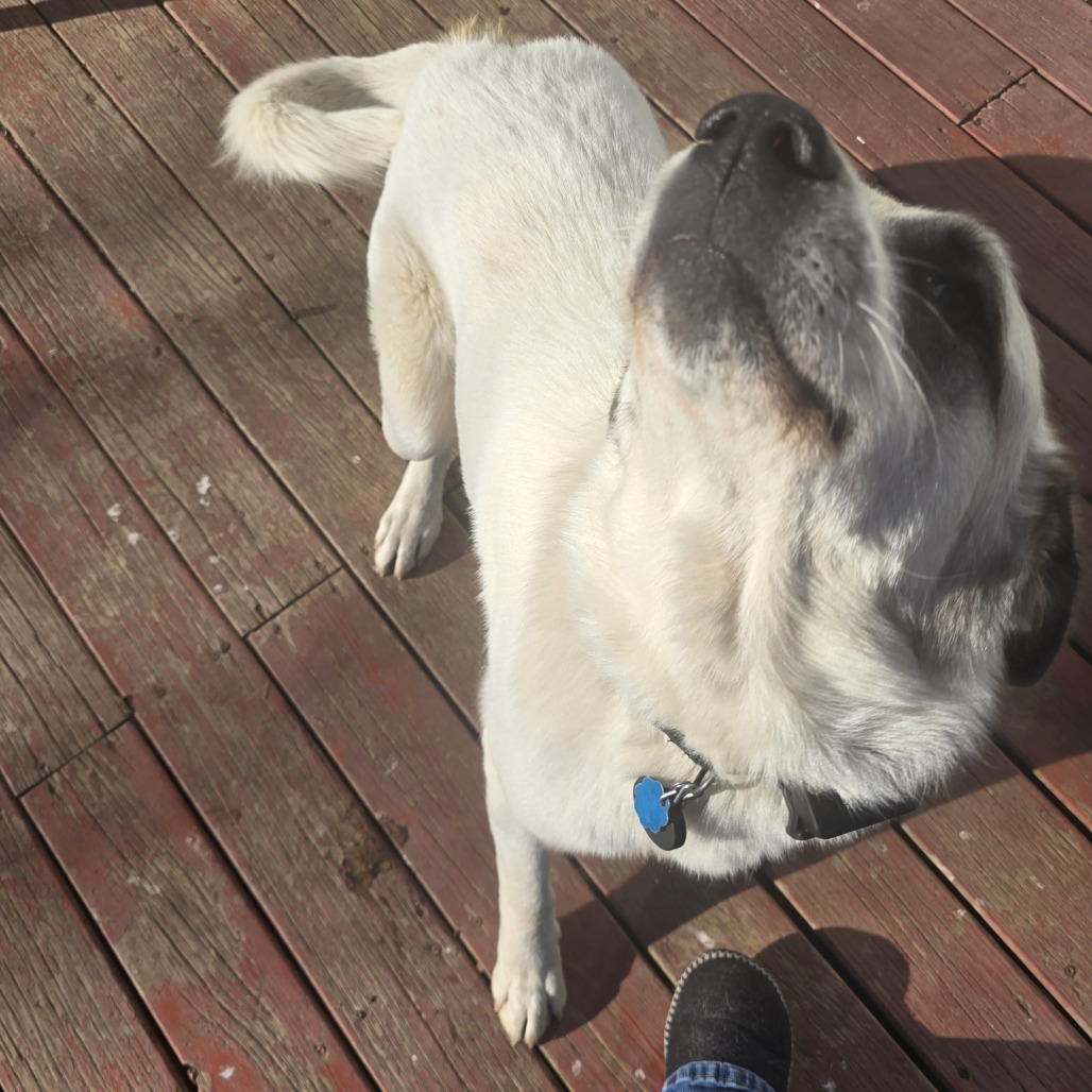 Buster, an adoptable Anatolian Shepherd, Great Pyrenees in Kingman, KS, 67068 | Photo Image 2