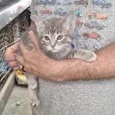 Dusk (Drk Blue collar), an adoptable Domestic Short Hair in Kingman, KS, 67068 | Photo Image 1
