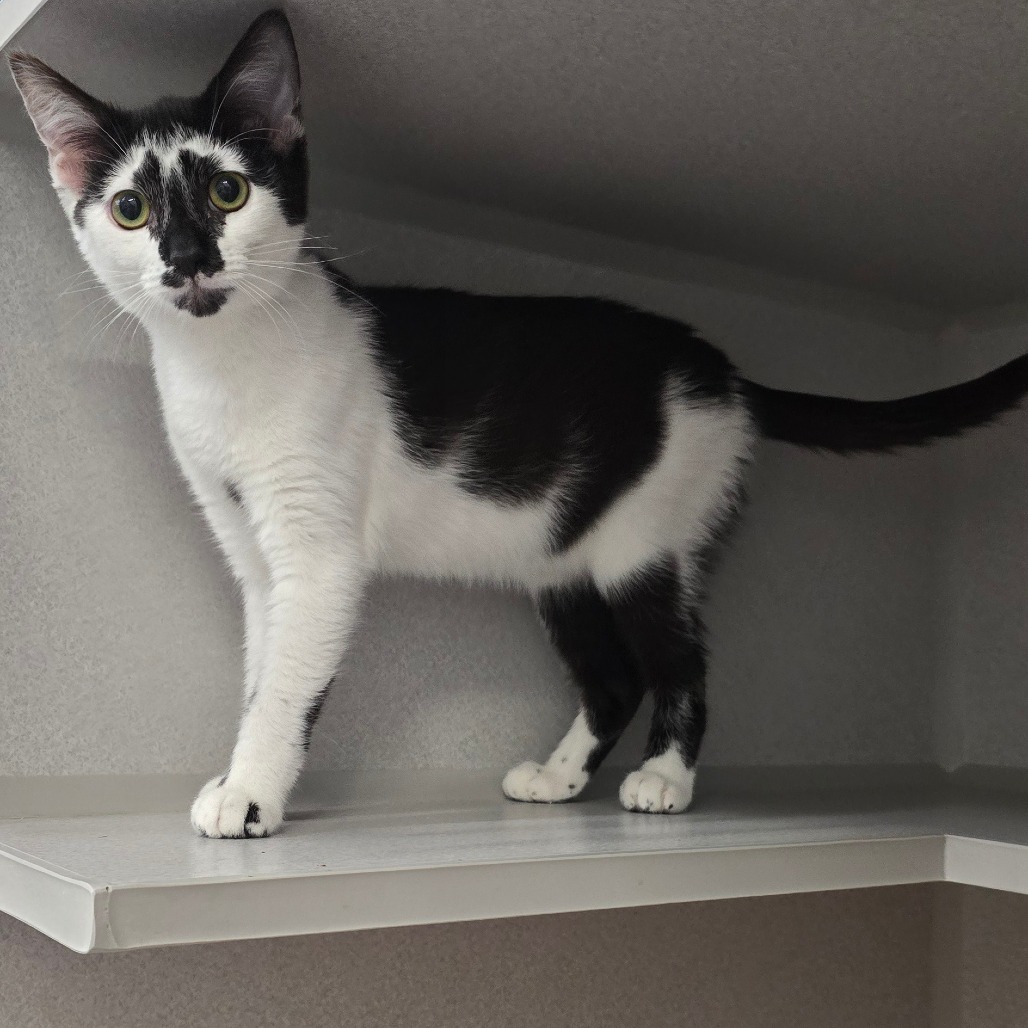 Smudge
