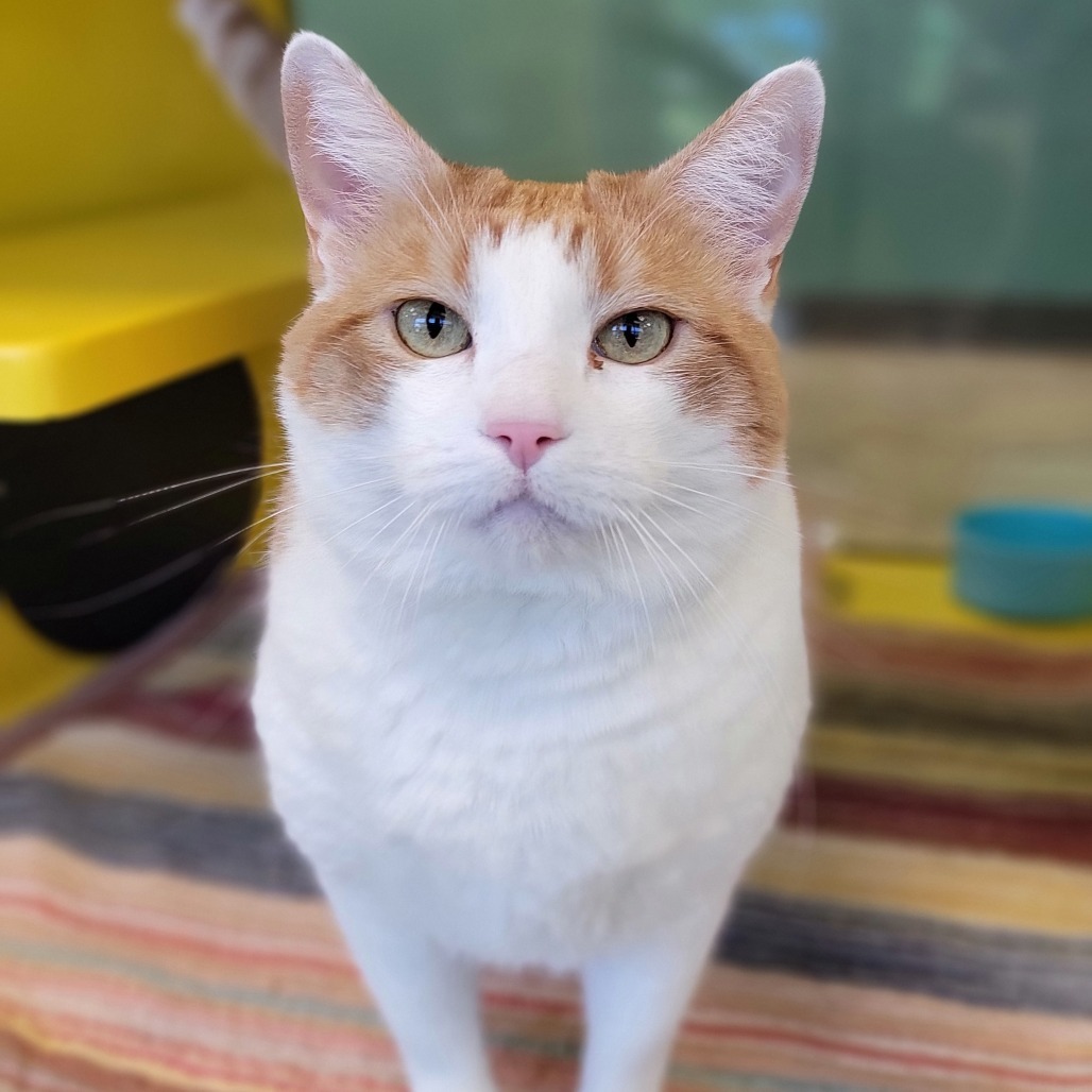 Duncan, an adoptable Domestic Short Hair in Abilene, TX, 79602 | Photo Image 1