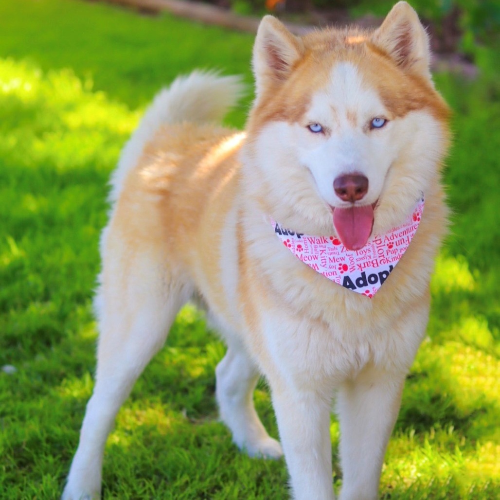 Hachi 25-03-163
