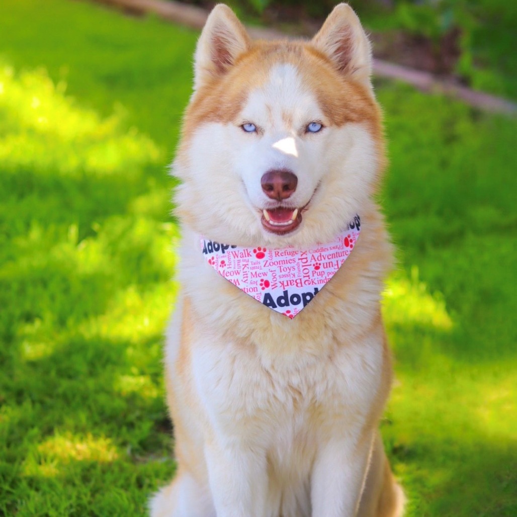 Hachi 25-03-163