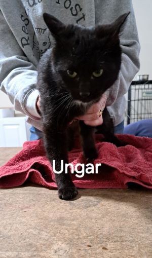 Ungar, Young Male unknown