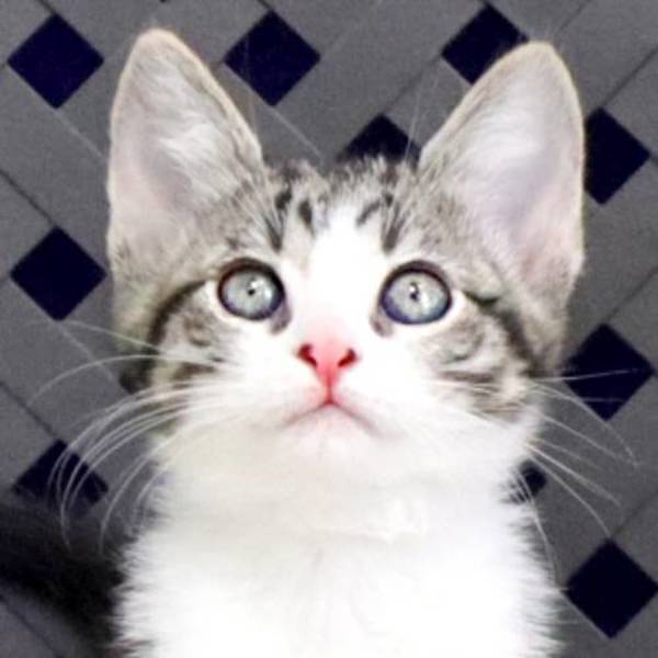 Fae, an adoptable Domestic Short Hair in Fort Davis, TX, 79734 | Photo Image 1