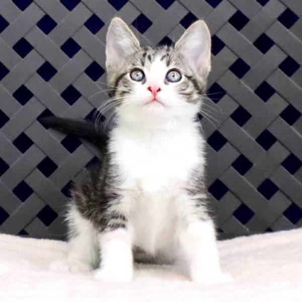 Fae, an adoptable Domestic Short Hair in Fort Davis, TX, 79734 | Photo Image 2