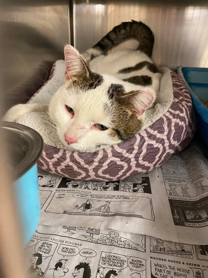 Mr. Pickles, an adoptable Domestic Short Hair in Elbow Lake, MN, 56531 | Photo Image 1